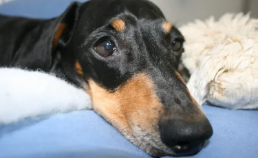 Полиция Алматы ищет живодеров, оторвавших собаке нос