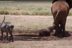 ВИДЕО: Четвероногие спасатели выручают друг друга из передряг 