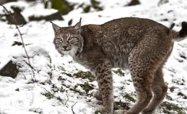 Рысь попала на видео в Семее 