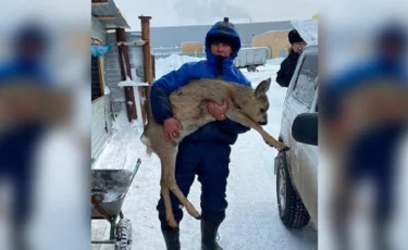 Косулю обнаружили в Нур-Султане