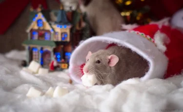 Что сулит год металлической крысы?