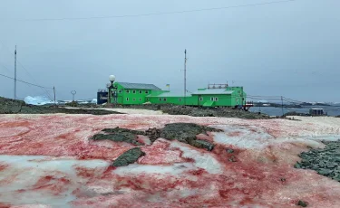 Красный снег выпал в Антарктике 