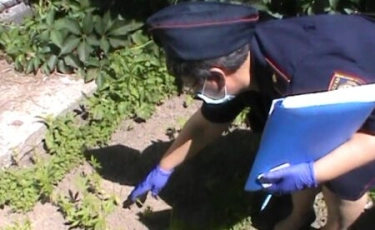 Житель Алматинской области выращивал марихуану у себя в огороде