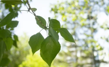 9 шілдеде ел аумағының басым бөлігінде аптап ыстық болады 