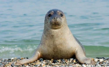 Тюленей из Каспийского моря занесут в Красную книгу Казахстана