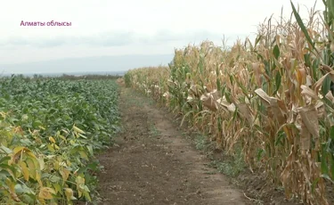 Алматы облысында шаруалар тамыз айында тіршілік нәрін кезекпен алуға мәжбүр болған 