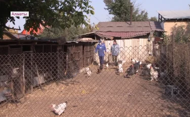 Алматыда үй құстарын жаппай тіркеу басталды