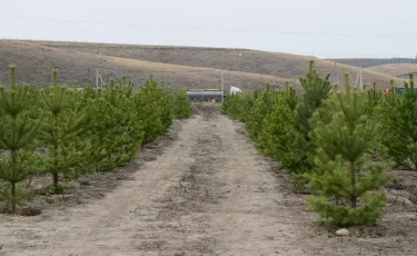 Алатау ауданының аумағындағы жасыл желек жыл соңына дейін 2 есеге дейін көбейеді