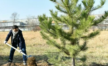 Алматының ботаникалық бағында БҰҰ 75 жылдығына орай Бейбітшілік аллеясы ашылды