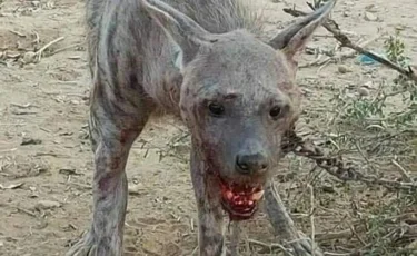 Зверь-людоед из Туркестанской области оказался выдумкой