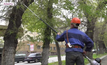 Алматыда ағаштарға санитарлық қырқу жұмыстары жүргізіліп жатыр