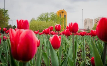 Нұр-Сұлтанда 10 жылдан кейін қызғалдақ гүлі қайта отырғызылды