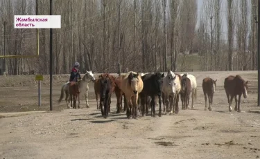 Сельчане из Жамбылской области пожаловались на недоступность пастбищ