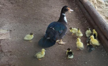 Столичные полицейские провели операцию по спасению утят 