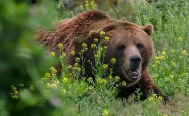 Голодный медведь гонялся за пчеловодом и разорял улья в ВКО