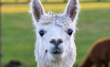 Пользователи Сети просят премьер-министра помиловать альпака 
