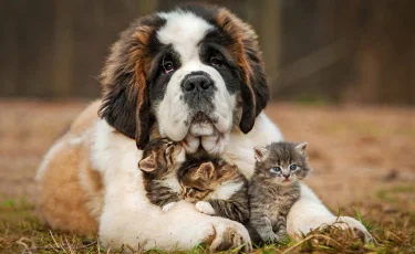 День защиты животных отмечается в мире 4 октября