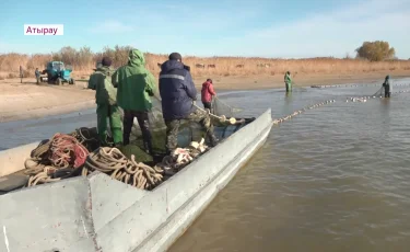 Жайық пен Каспийдің тартылуы Атырауда балық шаруашылығын тұралатып отыр