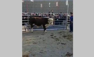 В столице на конкурсе выбирали лучшего быка