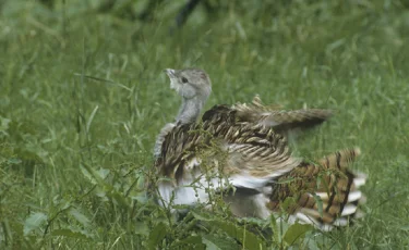 Ақтау көшесінде жүр: Қазақстанда өте сирек кездесетін құс видеоға түсіп қалды