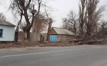 Жамбыл облысында боран салдарынан ағаштар құлап, көліктер аударылып қалды – фото