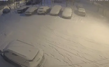 Волк утащил мопса на глазах у хозяйки и попал на видео