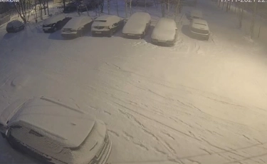 Волк утащил мопса на глазах у хозяйки и попал на видео