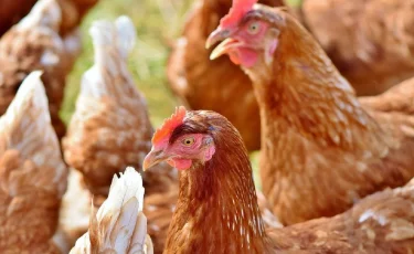 Тойдағы музыкадан 60-тан аса тауық қырылып қалды