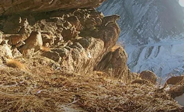 Қар барысының күшіктері видеоға түсіп қалды  