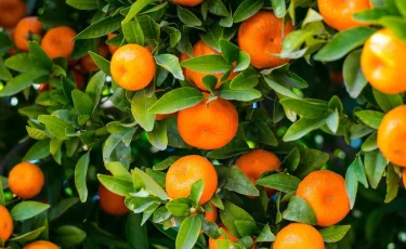 Опасные мандарины: все дело в количестве 