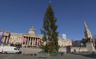Елка по-английски: лондонцы высмеяли странное дерево на Трафальгарской площади