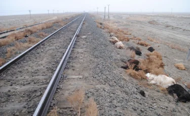 Атырау облысында жүк пойызы бір отар қойды қағып кетті  