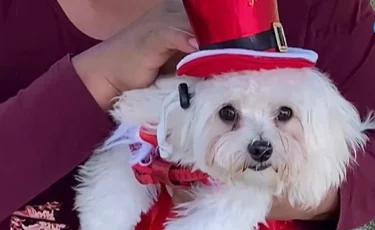 Собаки в новогодних костюмах: необычный парад прошел в Перу