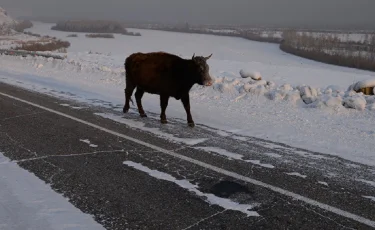 Оралда ит өліп жатқан жерге барған сиыр тірідей жанып кетті  