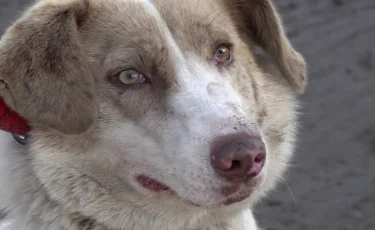 Бродячие собаки напали на школьников в Алгабасе 