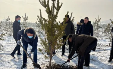 Забота об экологии: в Алматы в первый день Нового года высаживали деревья