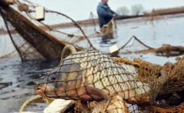 Полицейлер балықты заңсыз аулаған браконьерлерді ұстады 