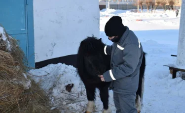 Как снимают стресс осужденные в Северном Казахстане