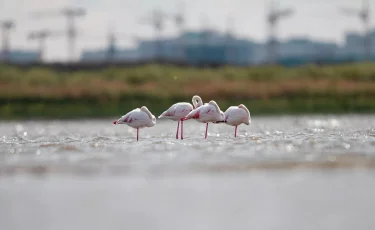 Тұрғындар Қаракөлге қайта оралған қоқиқаздарды видеоға түсірді