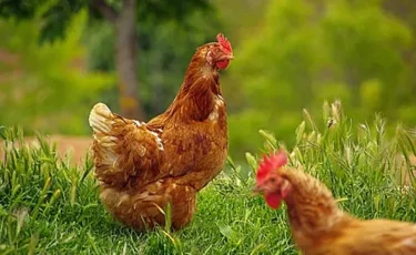 Что было раньше — курица или яйцо: ученые нашли ответ