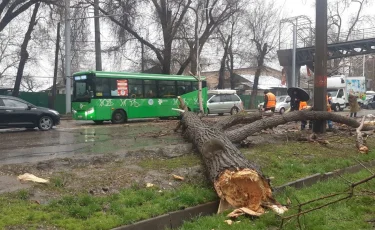 Как в Алматы устраняют последствия порывистого ветра 