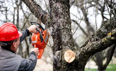 Алматыда жыл сайын 61 мың ағашқа санитарлық кесу жүргізіледі