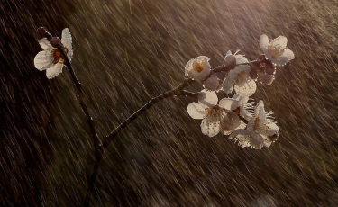 18 сәуірге арналған ауа райы болжамы  