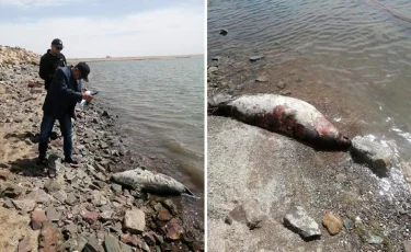 Каспий теңізінің Маңғыстау бөлігінен 94 өлі итбалық табылды 
