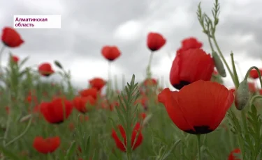 «Қызғалдақ» аталып кеткен гүлді білесіз бе