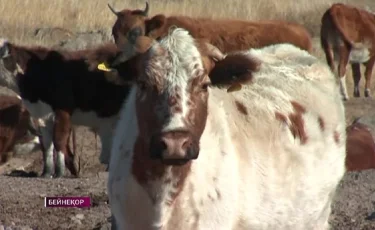 Елімізде мал шаруашылығының дамуы кенжелеп тұр