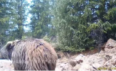 Көлсай маңында қоңыр аю видеоға түсіп қалды