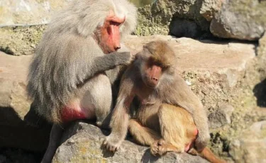 Жители японского города страдают от нападения дикой обезьяны