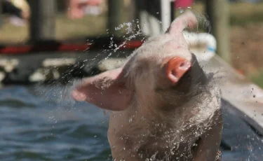 Американские ученые смогли оживить свинью спустя час после смерти – СМИ