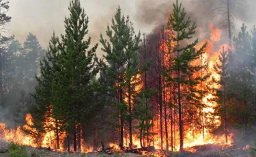 Открыта горячая линия в связи с пожаром в Костанайской области